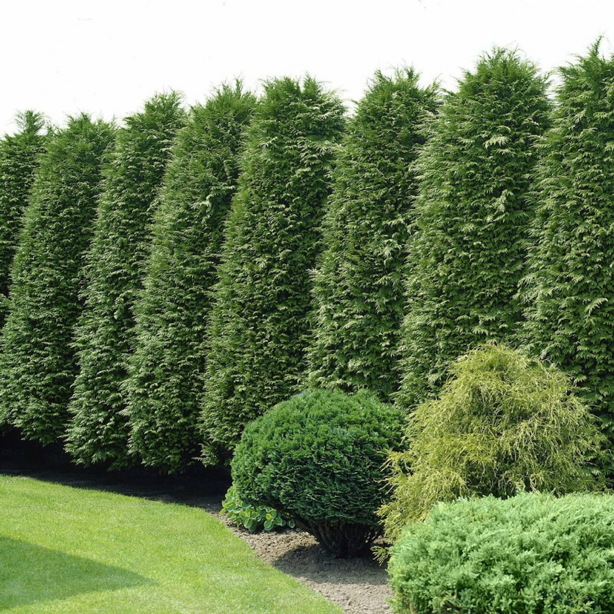 30 Green Giant Thuja Seeds (Thuja plicata) for Privacy Hedge