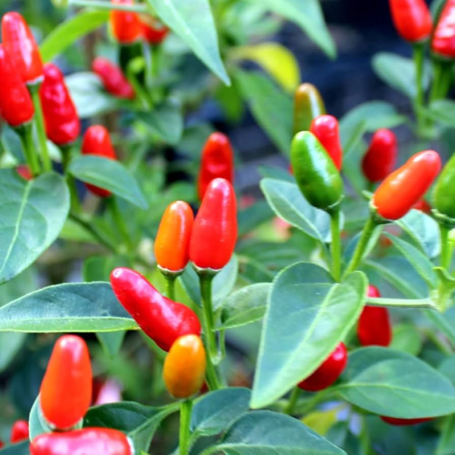 Chile Piquin Hot Pepper Seeds – 300mg, Heirloom, Small & Spicy, High Yield, Planting Seeds