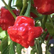 Scotch Bonnet Red Hot Pepper Seeds (Capsicum chinense) - 250mg, Non-GMO