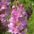 Antirrhinum majus Rocket Orchid Snapdragon Seeds – 1000+ Purple Blooms