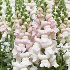 Costa Silver II Snapdragon Seeds (Antirrhinum majus) - 1000+ Seeds, Silvery-Lavender