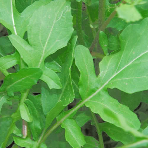 Roquette Arugula (Eruca vesicaria) Seeds - 500