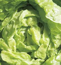 Tom Thumb Lettuce Seeds - Lactuca sativa - Mini Heirloom Butterhead, Fast-Growing (1000 seeds)