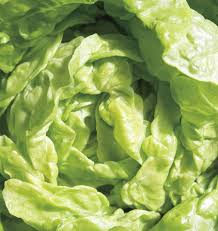 Tom Thumb Lettuce Seeds - Lactuca sativa - Mini Heirloom Butterhead, Fast-Growing (1000 seeds)