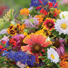 Blue Ribbon Wildflower Mix - 500 Seeds | Heirloom, Non-GMO, Pollinator Blend (Perennials Included)