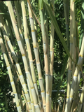 Sugarcane Cuttings – 5 Rooted Starter Plants, Saccharum officinarum