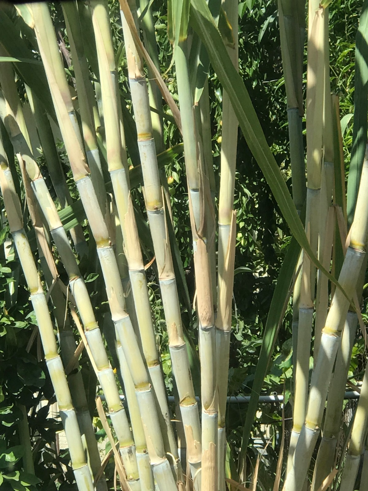 Sugarcane Cuttings – 5 Rooted Starter Plants, Saccharum officinarum