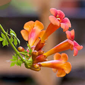 Trumpet Creeper Seeds (Campsis radicans) - 100 Perennial Orange Flower Vines
