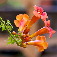 Trumpet Creeper Seeds (Campsis radicans) - 100 Perennial Orange Flower Vines