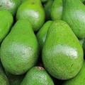 Avocado Semil 34 (Persea americana) Starter Plant — 12"-24" Live Tropical Fruit Tree