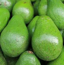 Avocado Semil 34 (Persea americana) Starter Plant — 12"-24" Live Tropical Fruit Tree