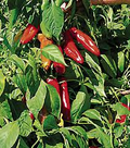 Ms. Junie Hot Pepper Seeds – 250mg for Planting | Capsicum annuum