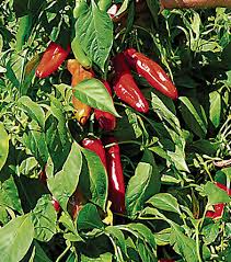 Ms. Junie Hot Pepper Seeds – 250mg for Planting | Capsicum annuum
