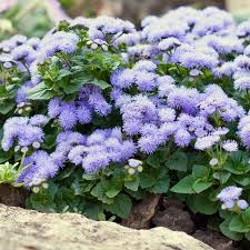 Ageratum Blue Mink Dwarf Seeds | 500 Seeds, Floss Flower, Purple Blooms, Monarch-Friendly, Non-GMO