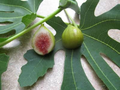 Smith Fig Seeds - 100+ Heirloom Ficus carica Seeds for Fast, Sweet Figs (Container or Garden)