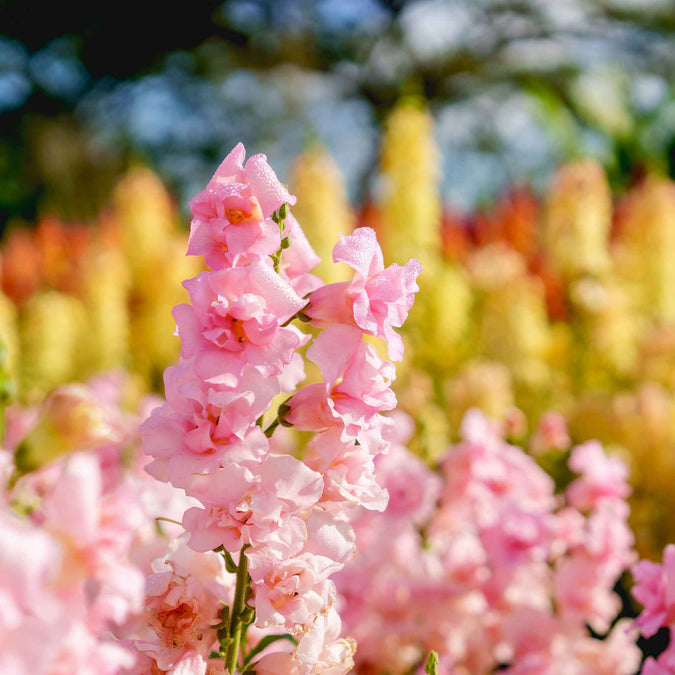 Antirrhinum majus Legend Double Pink Snapdragon Seeds - 1000+ Seeds for Garden & Bouquets
