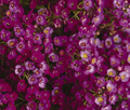 Alyssum Oriental Nights - 500 Seeds | Lobularia maritima | Groundcover, Dark Purple