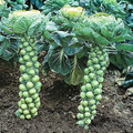 Long Island Brussels Sprouts Seeds - 500+ Heirloom Cold-Hardy, High-Yield