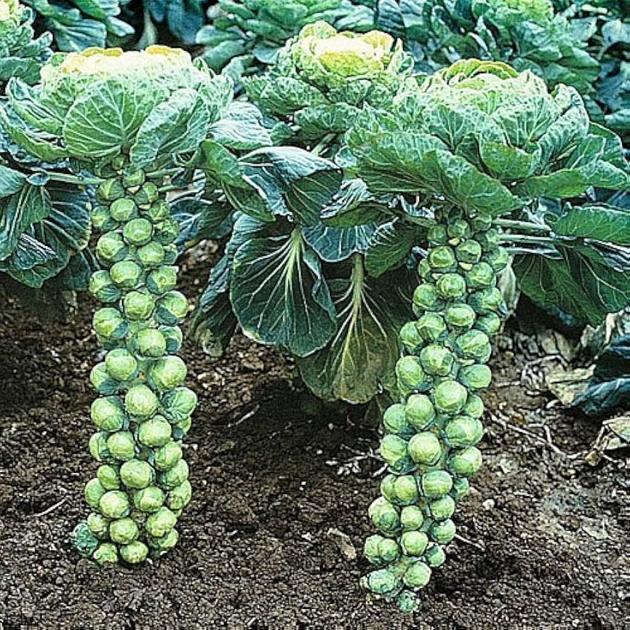 Long Island Brussels Sprouts Seeds - 500+ Heirloom Cold-Hardy, High-Yield