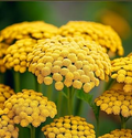 Gold Yarrow (Achillea filipendulina) Seeds - 500-10,000 | Drought-Tolerant, Pollinator-Friendly