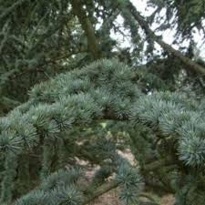 Cedrus libani (Cedar of Lebanon) Seeds – 5 Seeds for Landscaping