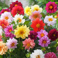 Unwins Bedding Dahlia Seeds - Semi-Double Blooms, Non-GMO, Zones 2-10