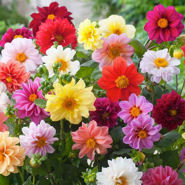 Unwins Bedding Dahlia Seeds - Semi-Double Blooms, Non-GMO, Zones 2-10