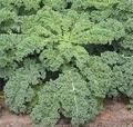 Kale Dwarf Siberian Improved Seeds – 250 organic, non-GMO Brassica oleracea for Fall/Winter Greens