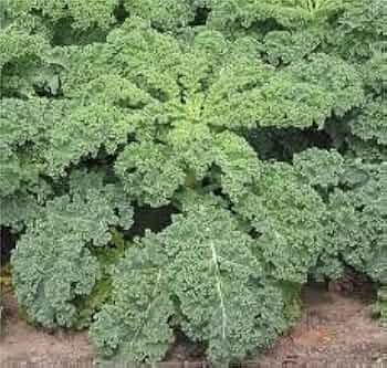 Kale Dwarf Siberian Improved Seeds – 250 organic, non-GMO Brassica oleracea for Fall/Winter Greens