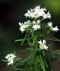Mountain Mint Herb Seeds | Pycnanthemum spp. Aromatic Perennial – Pollinator-Friendly Culinary & Medicinal