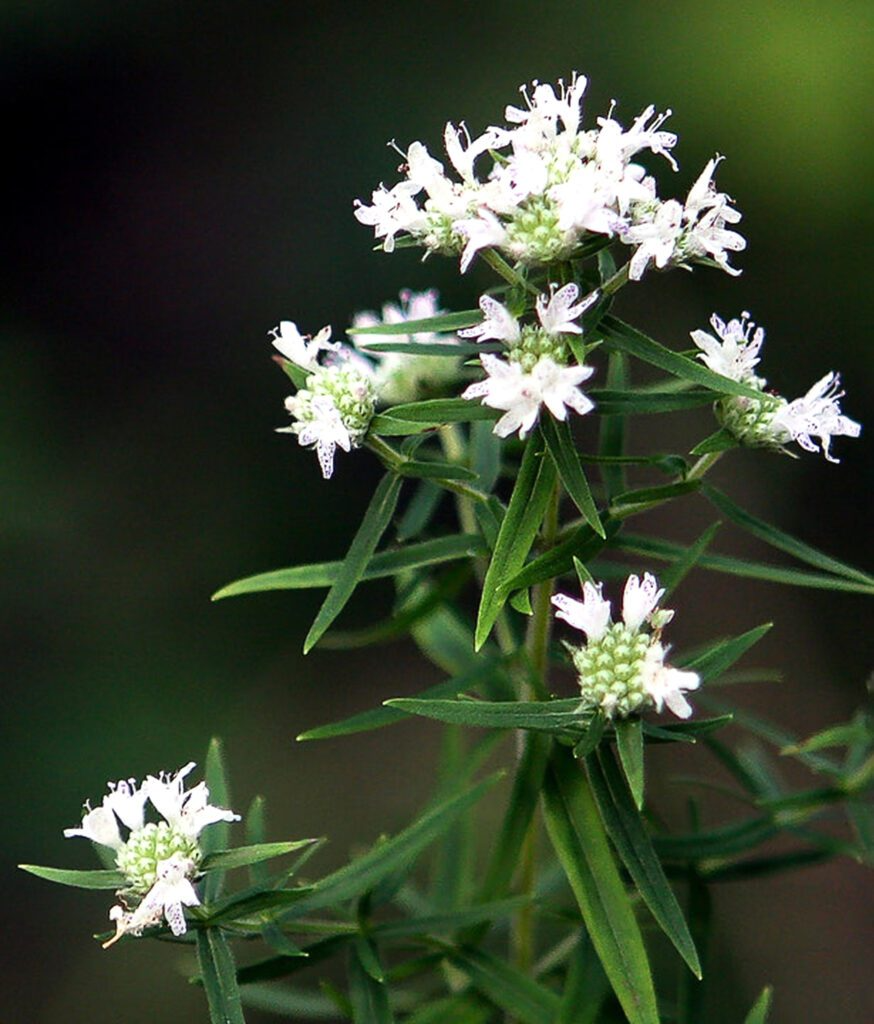 Mountain Mint Herb Seeds | Pycnanthemum spp. Aromatic Perennial – Pollinator-Friendly Culinary & Medicinal