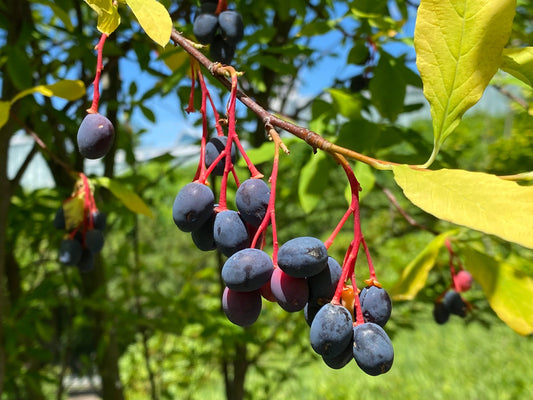 10 Indian Plum Seeds (Oso Berry) - Oemleria cerasiformis, Edible Fruit Shrub