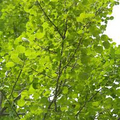 Hybrid Poplar Bare Root Tree (Cottonless Cottonwood) - 2-3 ft, Fast-Growing Shade Tree