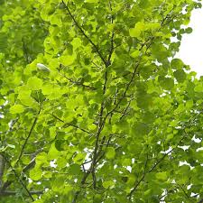 Hybrid Poplar Bare Root Tree (Cottonless Cottonwood) - 2-3 ft, Fast-Growing Shade Tree
