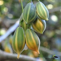 Oak Leaved Papaya Seeds - 25 Carica papaya Seeds for Container Growing