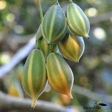 Oak Leaved Papaya Seeds - 25 Carica papaya Seeds for Container Growing
