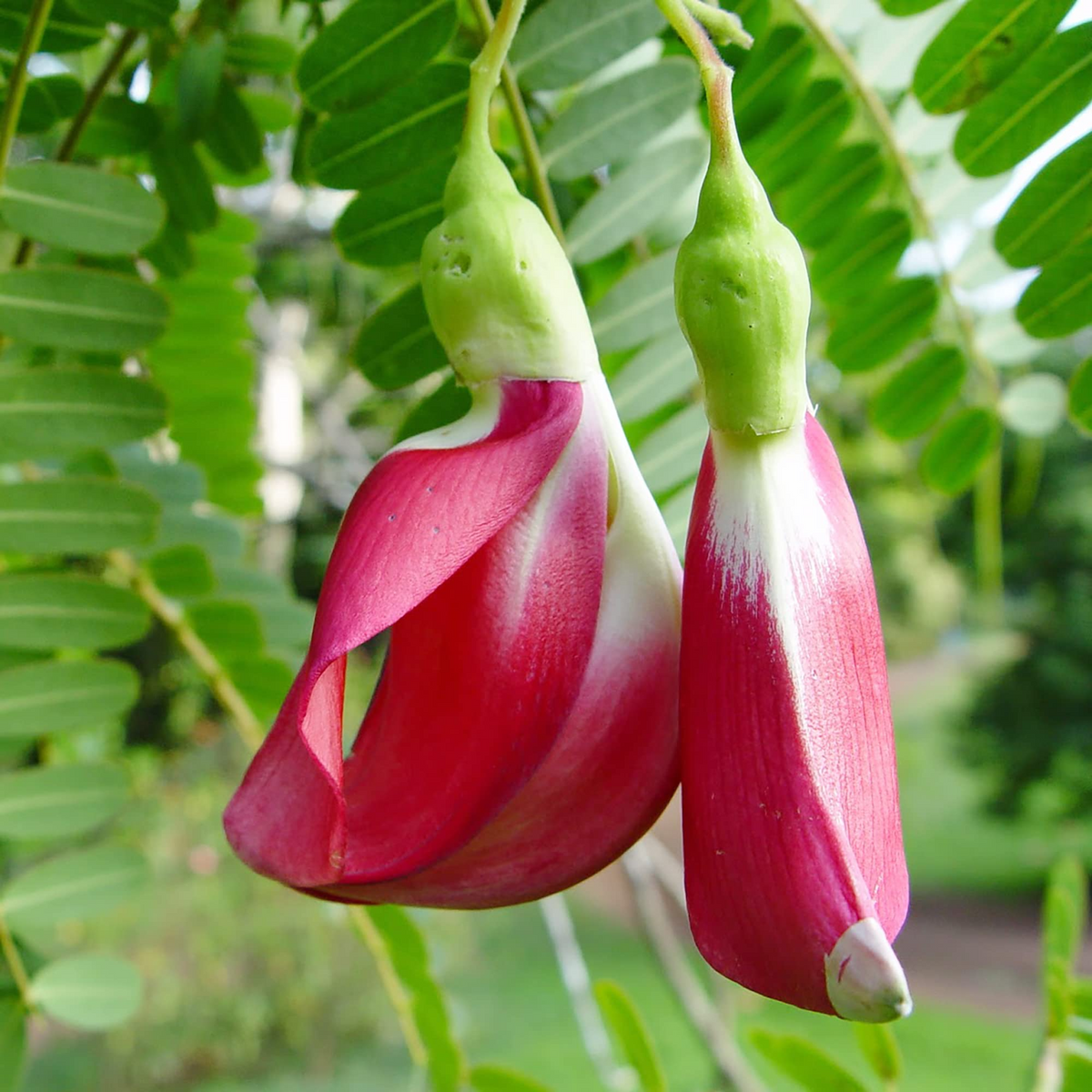 Sesbania grandiflora (Vegetable Hummingbird Tree) Seeds - 20 Seed Pack, Agati Flower, Edible Flowers