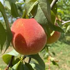 Harvester Peach Tree (Prunus persica) Bare Root 2-3 ft - Ready to Plant