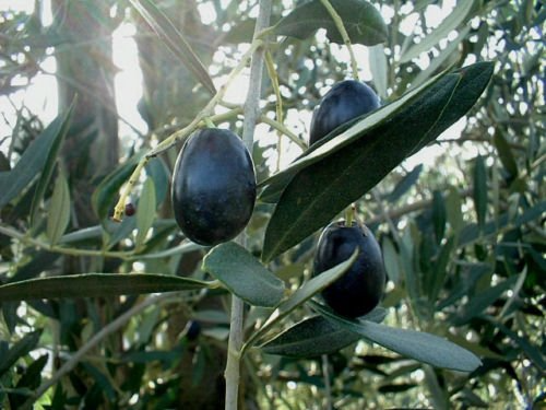 Picual Olive Seeds (10+), Olea europaea – USA Grown, Full Sun, Fast Shipping