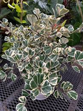 Variegated Ficus Triangularis - Ficus triangularis variegata Live Plant, 10-12" in 4" Pot