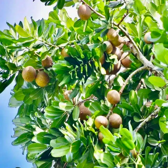 Mamme Apple Tree (Mammea americana) - Grafted Starter Plant 12"-24"