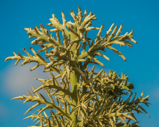 Alluaudia dumosa Rooted Cutting | Madagascar Succulent 8-12"