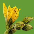 Hypericum punctatum (Dotted St. John’s Wort) Seeds - 50 mg for Planting