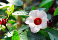 White Roselle Hibiscus Seeds (Hibiscus sabdariffa) - 25 Seeds, White Flowers, Edible Calyces