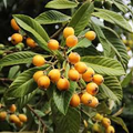Loquat Tree Seedling - Sweet Juicy Tropical Fruit Tree in Pot, Ready to Plant