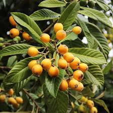 Loquat Tree Seedling - Sweet Juicy Tropical Fruit Tree in Pot, Ready to Plant