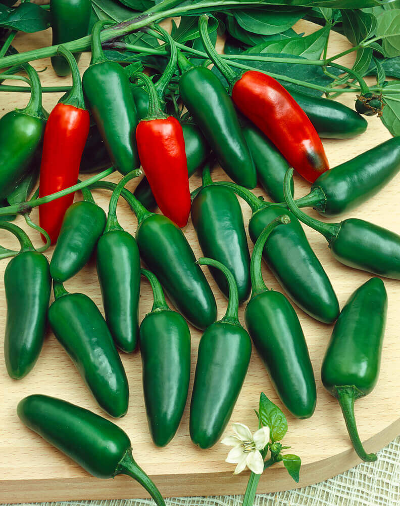 Jalapeño Early Hot Pepper Seeds – Heirloom, 300mg, High Yield, Heat Tolerant