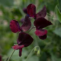 Midnight Sweet Pea Seeds - Deep Maroon-Black Blooms, Climbing Vine, 50+ Seeds