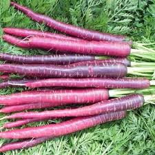 Cosmic Purple Carrot Seeds (Daucus carota) – 300 Seeds, Purple Skin with Orange Core