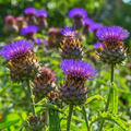 Cardoon Cynara cardunculus Seeds - Ornamental Edible Perennial, 15 Seeds